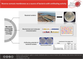 Reverse osmosis membranes applied in seawater desalination plants as a source of bacteria with antifouling activity: Isolation, biochemical and molecular characterization