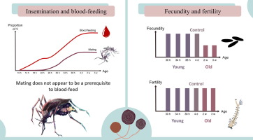 The effects of female age on blood-feeding, insemination, sperm storage, and fertility in the dengue vector mosquito Aedes aegypti (Diptera: Culicidae)