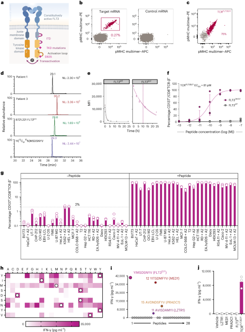 A T cell receptor targeting a recurrent driver mutation in FLT3 mediates elimination of primary human acute myeloid leukemia in vivo