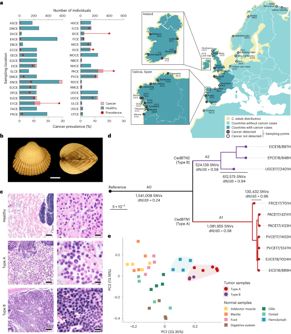Somatic evolution of marine transmissible leukemias in the common cockle, Cerastoderma edule