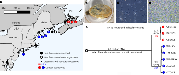 Centuries of genome instability and evolution in soft-shell clam, Mya arenaria, bivalve transmissible neoplasia