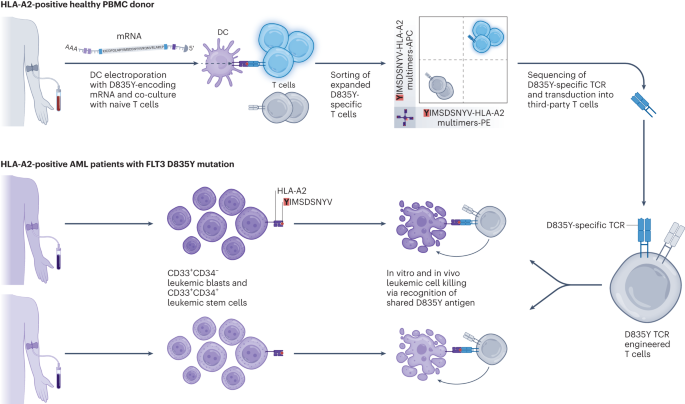 Immunotargeting of a recurrent AML-specific neoantigen