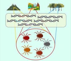 Comparative analysis of Presence-Absence gene Variations in five hard tick species: impact and functional considerations