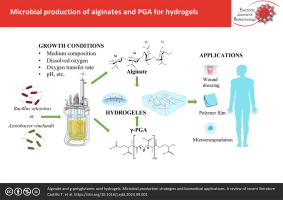 Alginate and γ-polyglutamic acid hydrogels: Microbial production strategies and biomedical applications. A review of recent literature