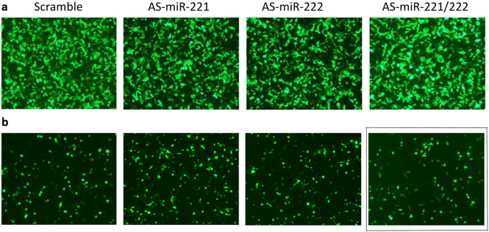 Correction to: Downregulation of miR-221/222 enhances sensitivity of breast cancer cells to tamoxifen through upregulation of TIMP3