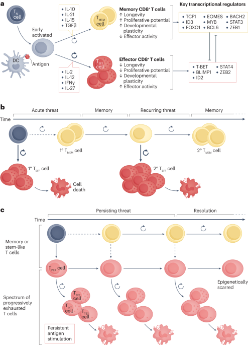Stem-like exhausted and memory CD8+ T cells in cancer