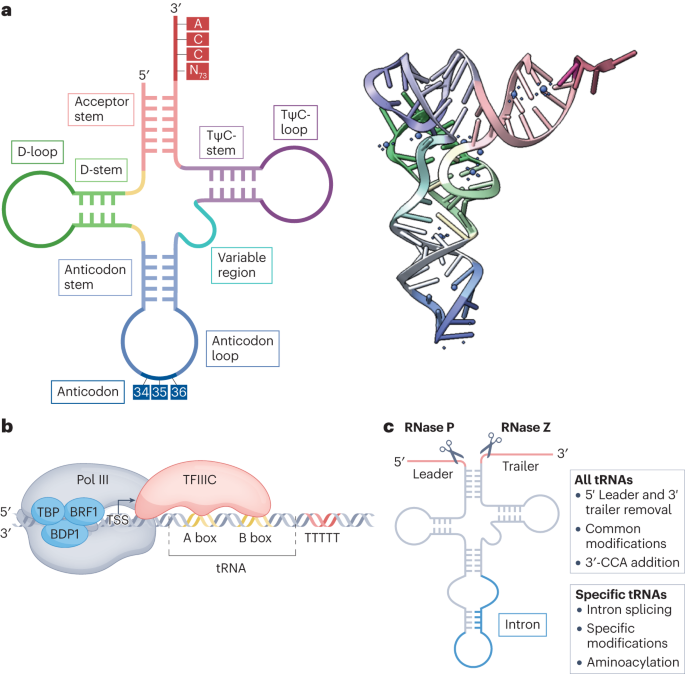 Transfer RNAs as dynamic and critical regulators of cancer progression