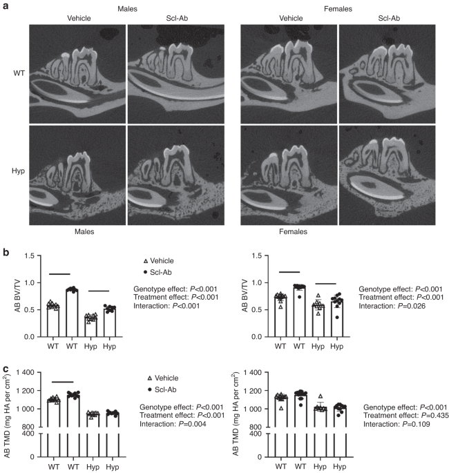 Sclerostin antibody improves alveolar bone quality in the Hyp mouse model of X-linked hypophosphatemia (XLH)