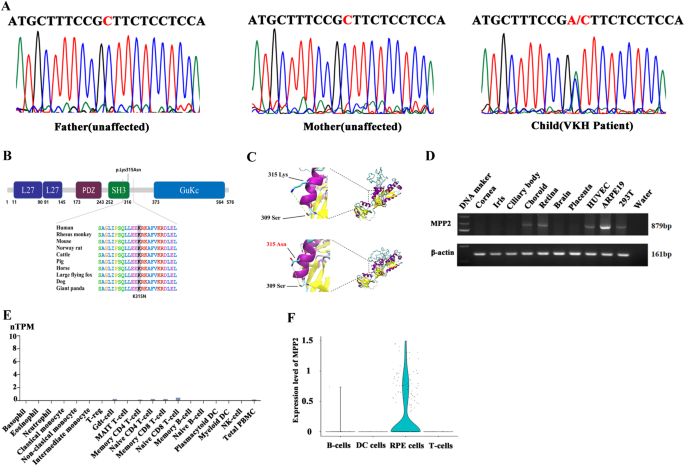 A de novo missense mutation in MPP2 confers an increased risk of Vogt–Koyanagi–Harada disease as shown by trio-based whole-exome sequencing