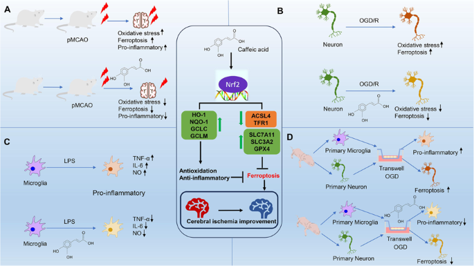 Caffeic acid alleviates cerebral ischemic injury in rats by resisting ferroptosis via Nrf2 signaling pathway