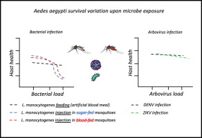 Exploring dose-response relationships in Aedes aegypti survival upon bacteria and arbovirus infection