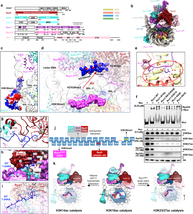 Structural basis for nucleosome binding and catalysis by the yeast Rpd3S/HDAC holoenzyme