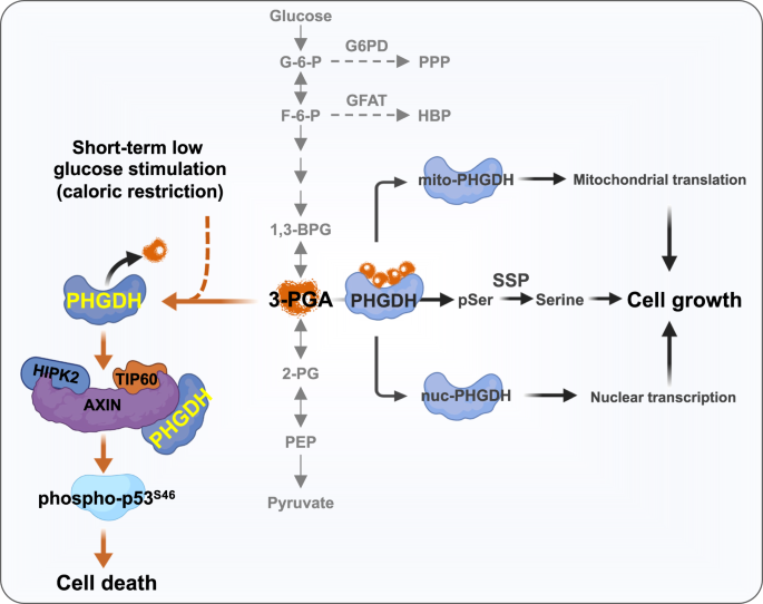 An idle PHGDH takes control of cell fate