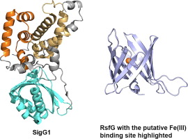 Crystal Structures of Streptomyces tsukubaensis sigma factor SigG1 and anti-sigma RsfG