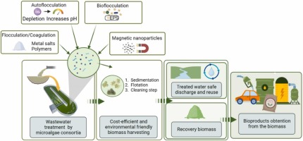 Microalgae harvesting for wastewater treatment and resources recovery: A review