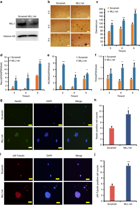 MLL1 inhibits the neurogenic potential of SCAPs by interacting with WDR5 and repressing HES1