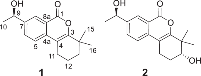Eleuthemarins A and B, two new isocoumarin derivatives from the Arctic fungus Eleutheromyces sp. CPCC 401592