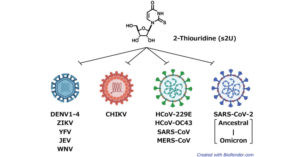 Broad-spectrum antiviral candidate targets dengue and SARS-CoV-2