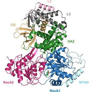Crystal structures of the DExH-box RNA helicase DHX9