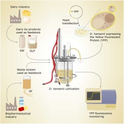 Open (non-sterile) cultivations of Debaryomyces hansenii for recombinant protein production combining industrial side-streams with high salt content