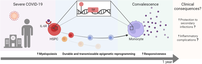 Hematopoietic memory of severe COVID-19 infection