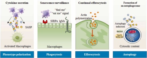 Immunosenescence and macrophages: from basics to therapeutics