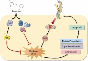 Resveratrol can improve spinal cord injury by activating Nrf2/HO-1 signaling pathway