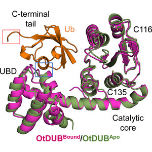 Cocrystallization of ubiquitin–deubiquitinase complexes through disulfide linkage