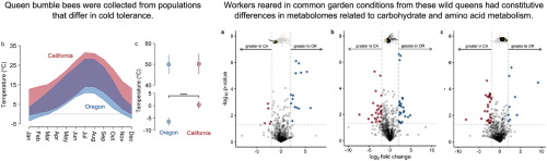 Metabolomes of bumble bees reared in common garden conditions suggest constitutive differences in energy and toxin metabolism across populations