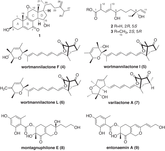 A new steroid with potent antimicrobial activities and two new polyketides from Penicillium variabile EN-394, a fungus obtained from the marine red alga Rhodomela confervoides