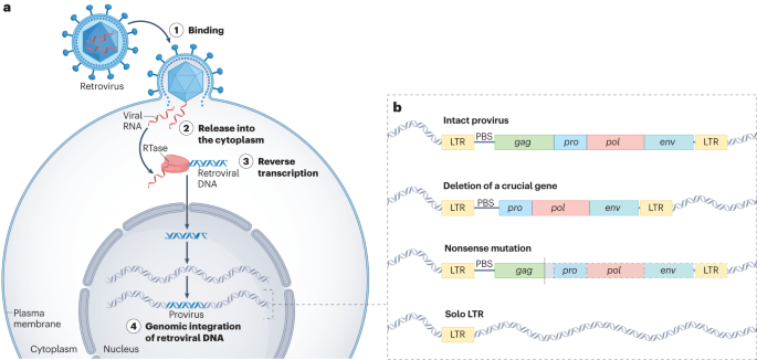 Activation of human endogenous retroviruses and its physiological consequences