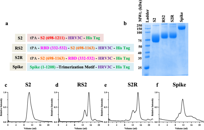 Enhanced protective efficacy of a thermostable RBD-S2 vaccine formulation against SARS-CoV-2 and its variants