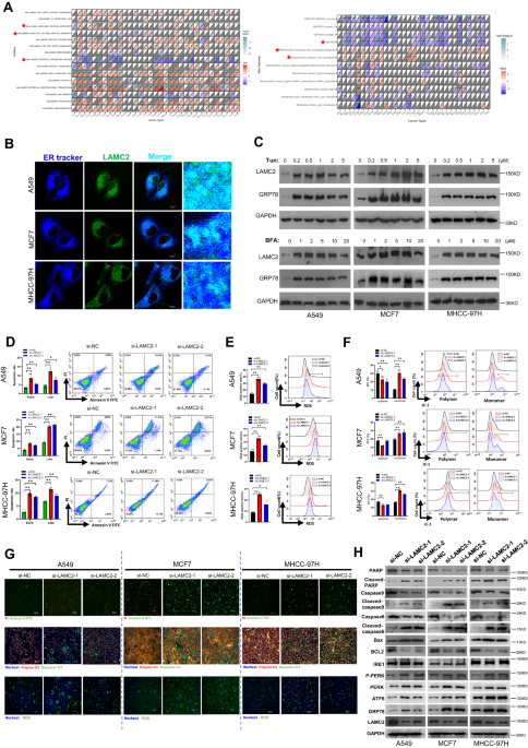 LAMC2 mitigates ER stress by enhancing ER-mitochondria interaction via binding to MYH9 and MYH10