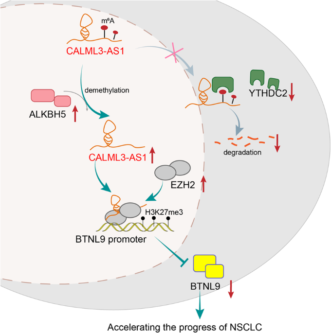 LncRNA CALML3-AS1 modulated by m6A modification induces BTNL9 methylation to drive non-small-cell lung cancer progression