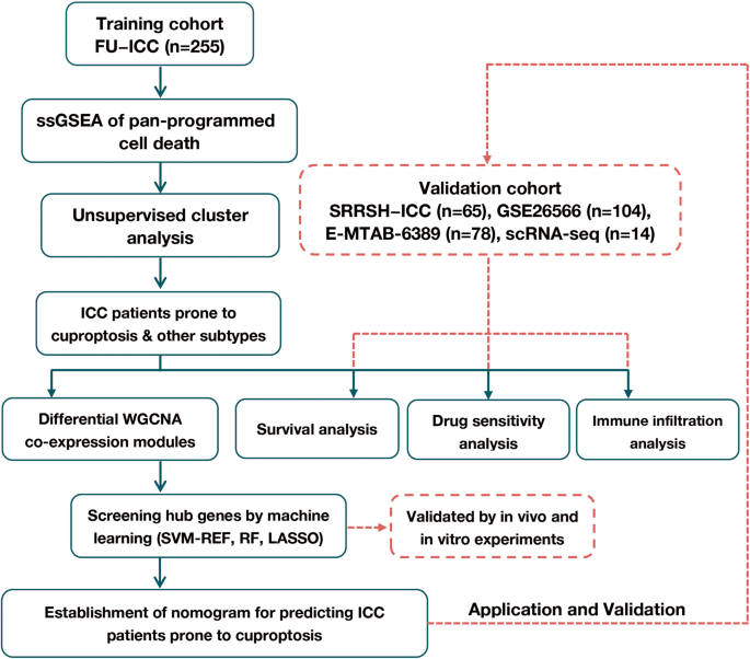 Exploration of a screening model for intrahepatic cholangiocarcinoma patients prone to cuproptosis and mechanisms of the susceptibility of CD274-knockdown intrahepatic cholangiocarcinoma cells to cuproptosis
