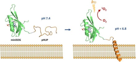 Hybrid protein-peptide system for the selective pH-dependent binding and photodynamic ablation of cancer cells