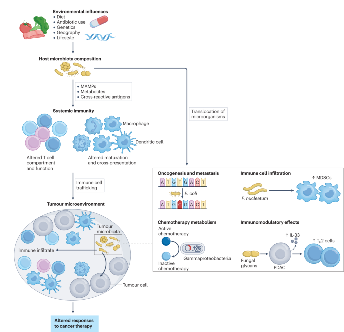 Role of the microbiota in response to and recovery from cancer therapy