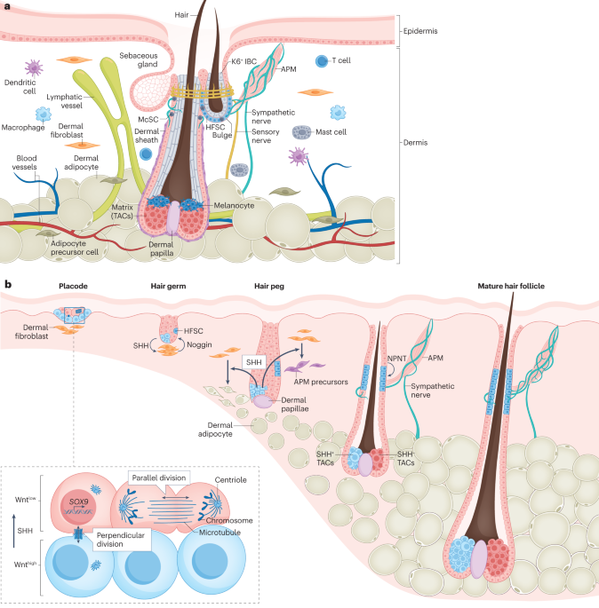 Local and systemic mechanisms that control the hair follicle stem cell niche