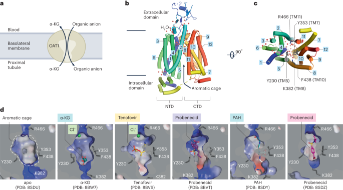 OAT1 structures reveal insights into drug transport in the kidney