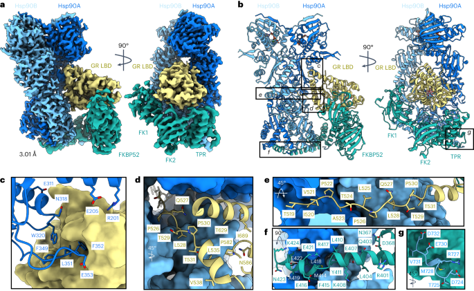 Cryo-EM reveals how Hsp90 and FKBP immunophilins co-regulate the glucocorticoid receptor