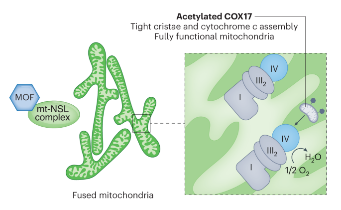 MOF acetylates COX17 to preserve functional mitochondria: a KAT with two lives