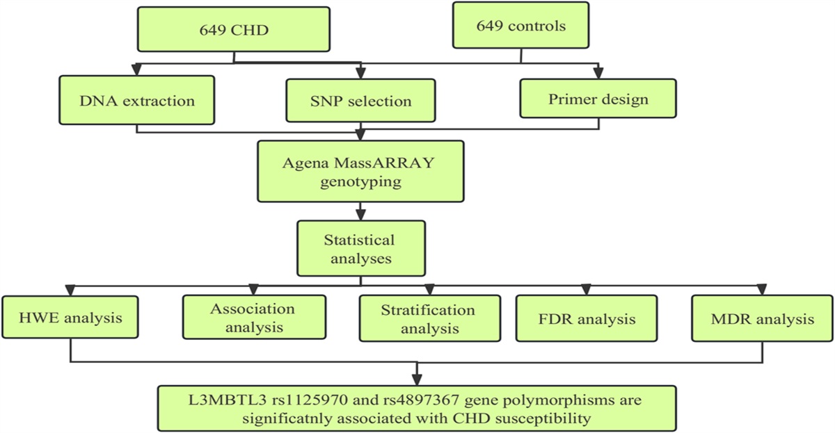 Association of the L3MBTL3 rs1125970 and rs4897367 Gene Polymorphisms With Coronary Heart Disease Susceptibility in the Chinese Population: A Case–Control Study