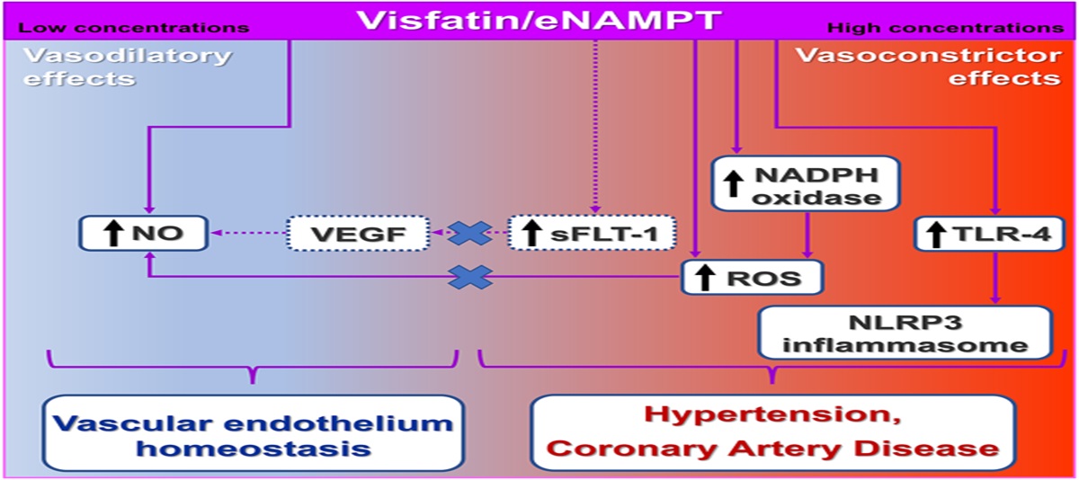 The Potential Role of Visfatin in Mediating Vascular Dysfunction and Hypertension
