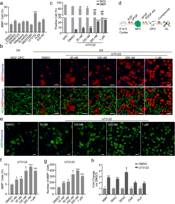 The aminosteroid U73122 promotes oligodendrocytes generation and myelin formation