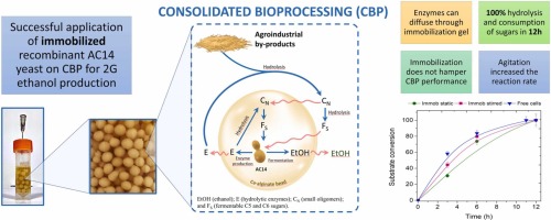 Effective application of immobilized second generation industrial Saccharomyces cerevisiae strain on consolidated bioprocessing