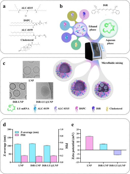 Polyethylene glycol (PEG)-associated immune responses triggered by clinically relevant lipid nanoparticles in rats