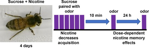 Chronic nicotine exposure influences learning and memory in the honey bee