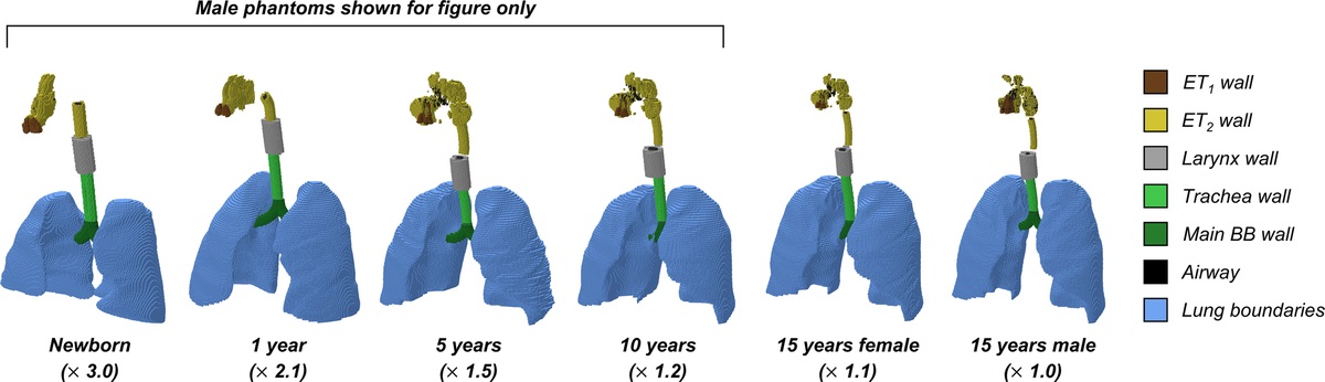 Development of Respiratory Tract Organs for ICRP Pediatric Mesh-type Reference Computational Phantoms