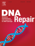 Regulation of DNA damage-induced HLA class I presentation