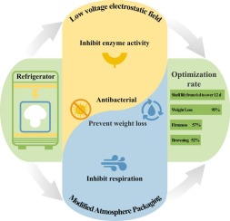 A novel physical hurdle technology by combining low voltage electrostatic field and modified atmosphere packaging for long-term stored button mushrooms (Agaricus bisporus)